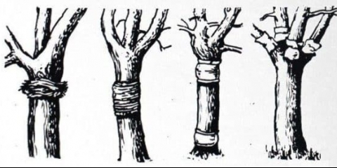 Kako sami napraviti trap pojas za voćke